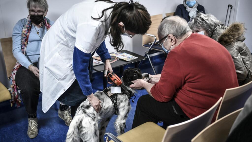 Snoopy, o setter inglês que alegra os pacientes com câncer do instituto Curie, na França