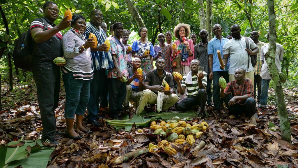 Reportage dans une plantation de cacao avec la coopérative N'tifafa à Agou Klonou, dans la région de Kpalimé au Togo (octobre 2023).
