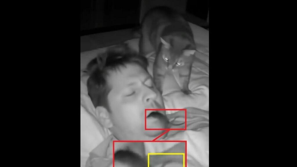O pisică pune un șoarece în gura stăpânului? Cum putem recunoaște falsurile generate de IA