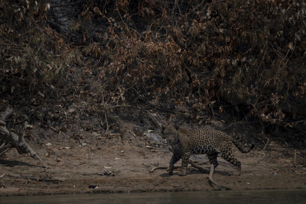 Incêndios de 2020 foram os piores já registrados no Pantanal e podem se repetir este ano, temem ambientalistas. (15/09/2020)