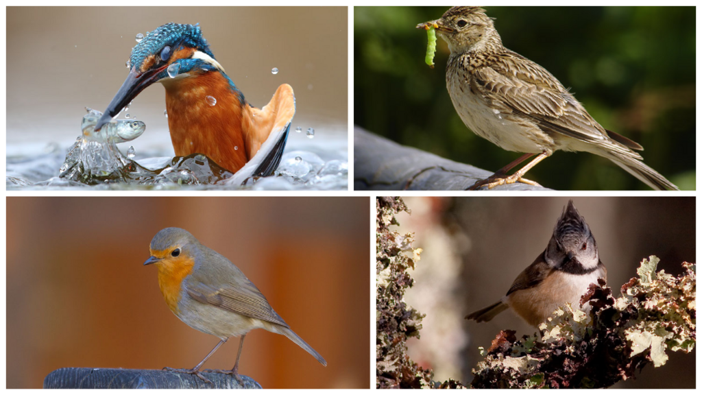 Pássaros comuns na Europa tomaram espaços deixados por espécies mais exóticas.