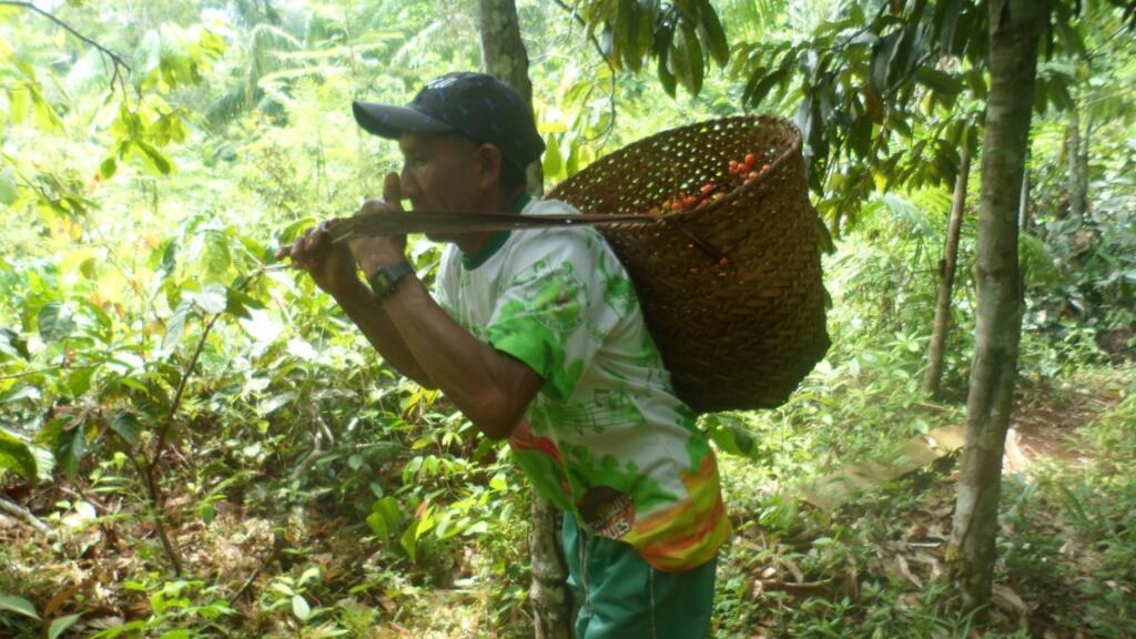 Presidente do consórcio dos Produtores Sateré Mawé