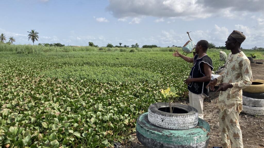 Alfred Houngnon, de l’ONG AGIR, et le riverain Amos Adougbagui font face au marécage de Fifadji réhabilité il y a quelques années au cœur de la ville de Cotonou (Bénin) pour montrer l’utilité des zones humides notamment face aux effets du changement climatique.