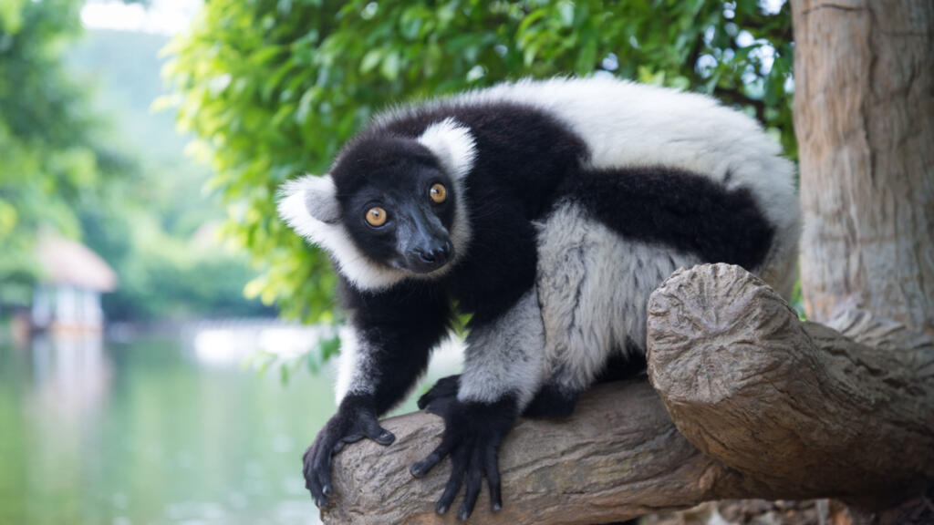 C’est le chant puissant de l’Indri qui chaque matin sonne l’heure du réveil de la forêt.