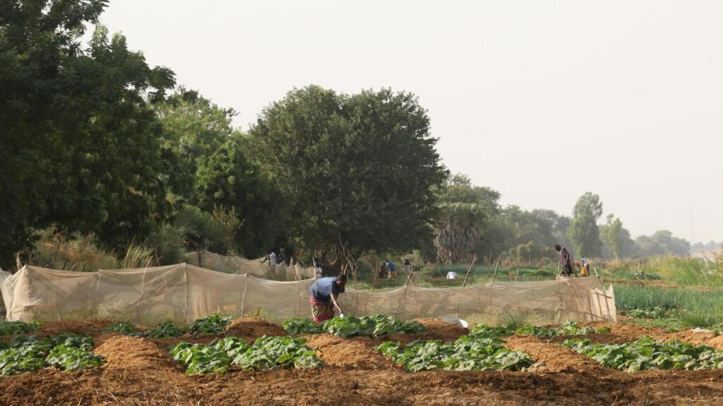 Les champs du village de migrants de Somankidi Coura.