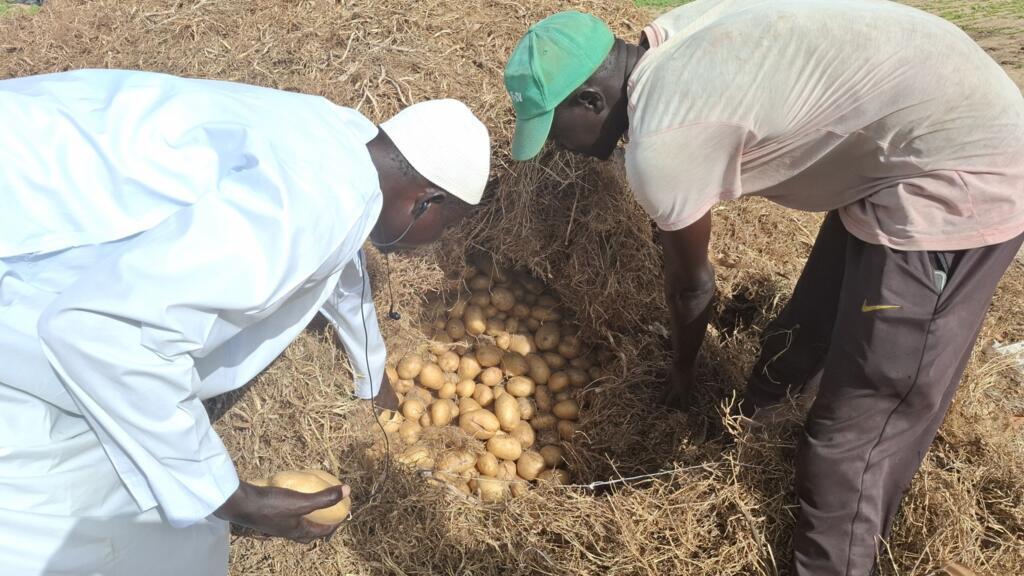 Des producteurs montrant leur récolte à Kayar.