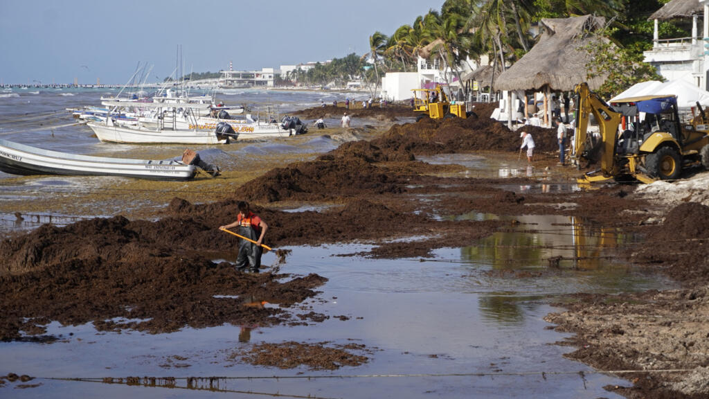 Des ouvriers enlèvent des sargasses sur la côte de Playa del Carmen au Mexique, le 6 avril 2022.