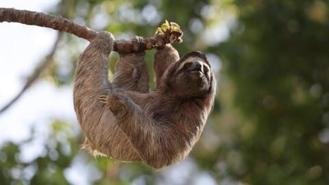 Le Brésil abrite de nombreuses espèces, dont le paresseux, qui porte bien son nom.