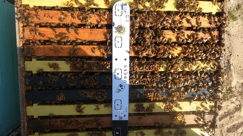 Ruche connectée à l'aide du système de détection Ubees.