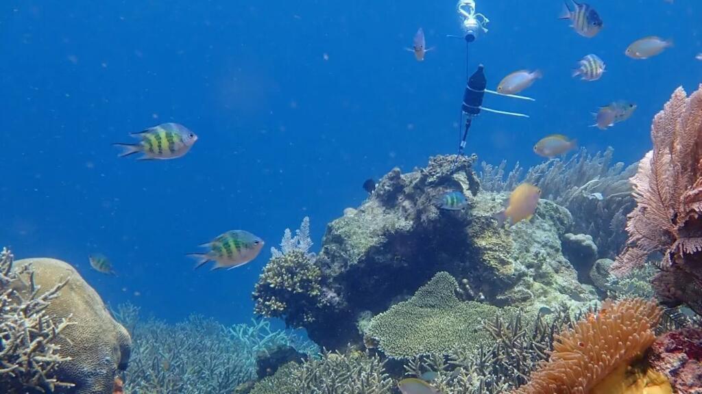 Coral Reef Soundscape AI évalue la santé des récifs coralliens en écoutant à l’aide d’un hydrophone, les sons émis par la faune et la flore des fonds marins.