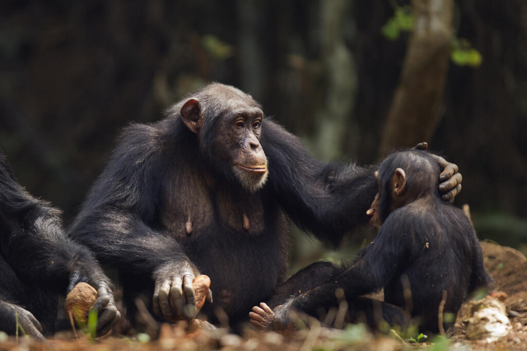 Le jeune chimpanzé Flale et sa mère Fanle, âgée de treize ans. Selon les chercheurs, qui ont publié une étude dans la revue Science, les femelles chimpanzé font partie des rares mammifères qui ont une perte de la fertilité en vieillissant.
