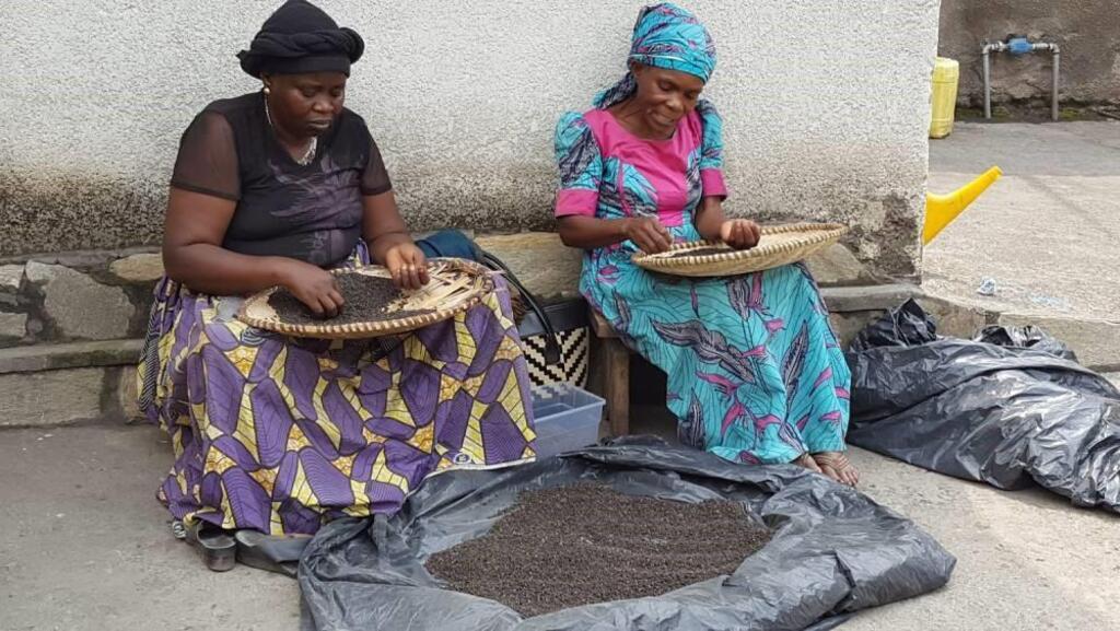 Goma, femmes triant le poivre séché.