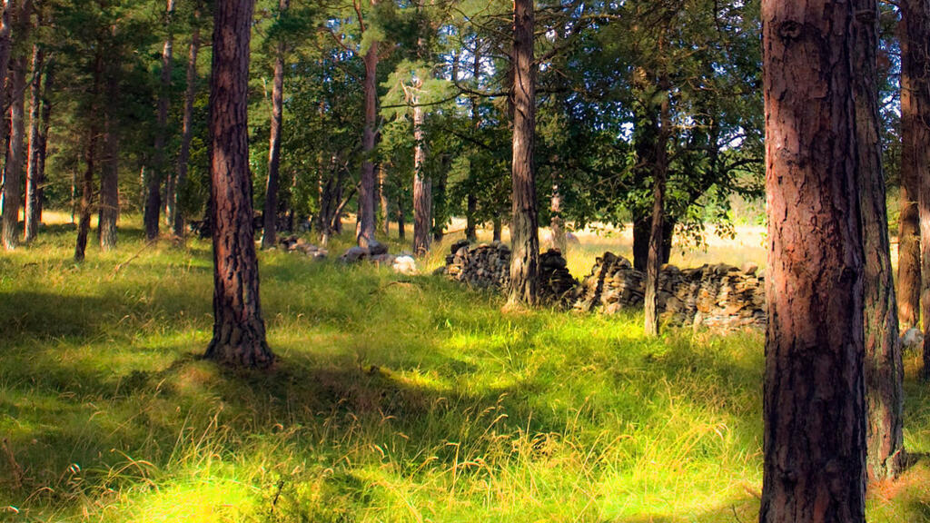 Une forêt dans le Gotland en Suède. Avec moins de 1 % de la forêt mondiale, la Suède assure 6 % de la production mondiale de bois scié et 4 % de la production mondiale.