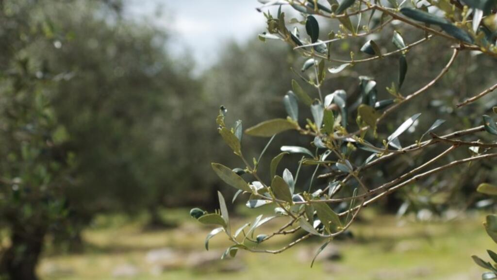 Une branche d'olivier de la région des Pouilles, en Italie.