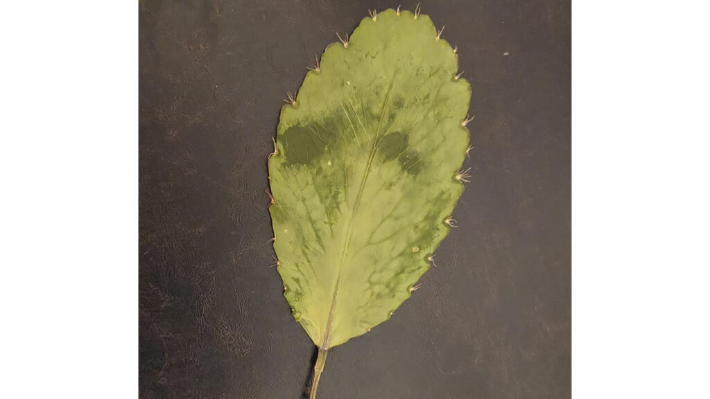 Feuille séchée, Afama/Herbe mal-tête.