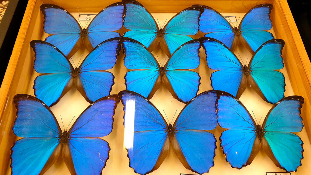Le morpho, originaire d'Amazonie, est l'un des papillons les plus recherchés par les collectionneurs.