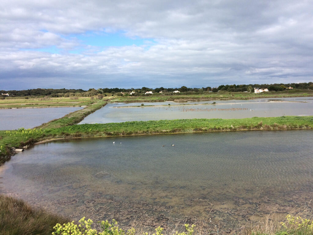 Marais salants à Noirmoutier.