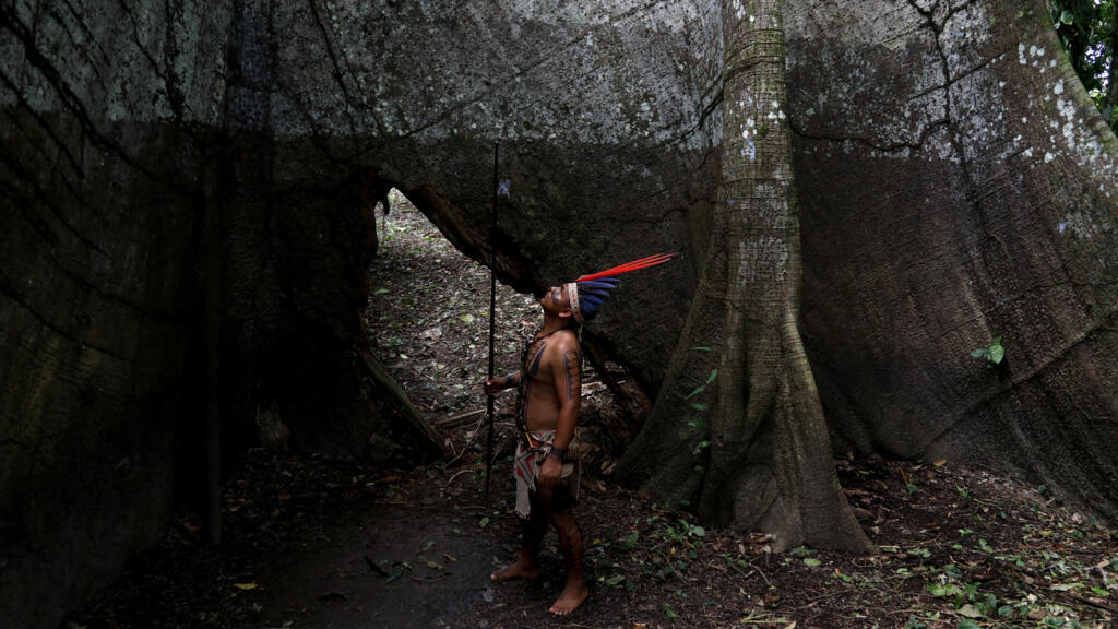 Un homme autochtone de l'ethnie Mayuruna observe un arbre sumauma (Ceiba pentandra) lors des Jeux et danses interculturels autochtones d'Alvaraes, au village de Marajai, dans l'État d'Amazonas, au nord du Brésil, le 16 avril 2025.