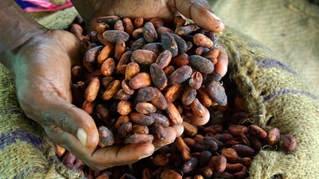 Ghana, Côte d'Ivoire cocoa farmers hold out for higher price