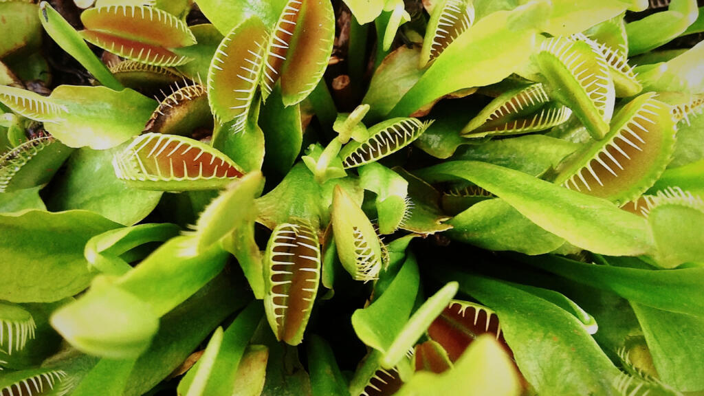 Les dionées attrape-mouches, reconnaissable à  leur piège en forme de mâchoire. C'est une des plantes carnivores la plus connue. 
