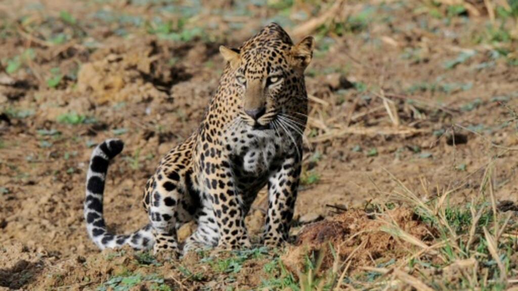 Onças pintadas estão na lista vermelha de animais ameaçados de extinção da União Internacional da Conservação da Natureza (IUCN).