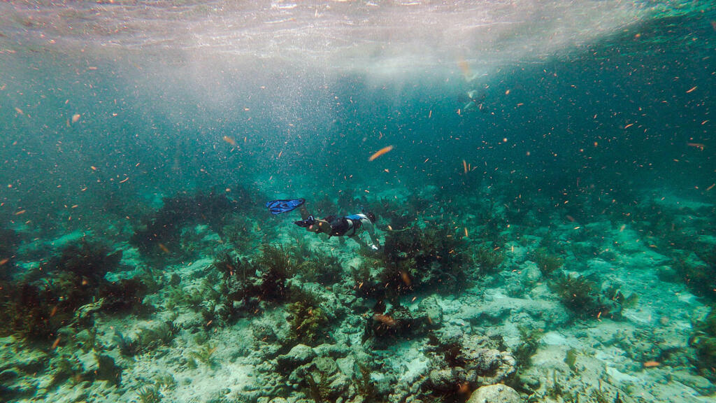 Turista mergulha sobre coral "morto" em Key Largo, Flórida (EUA). 23/09/2021