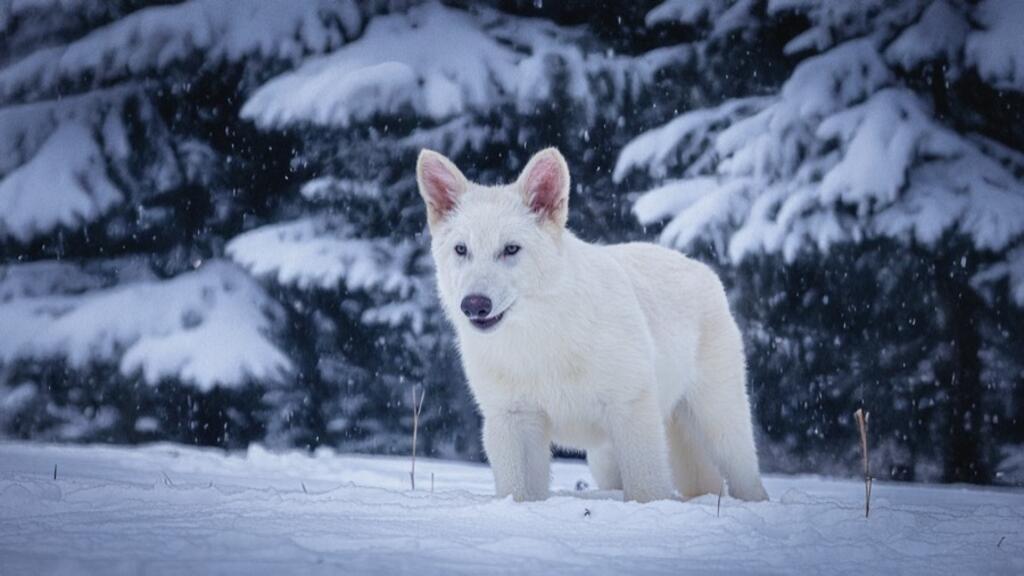 10 000 ans après sa disparition, des ingénieurs en bio tech ont annoncé la résurrection du « dire wolf ». Une prouesse génétique qui soulève des questions éthiques sur la « dé-extinction » d’espèces.