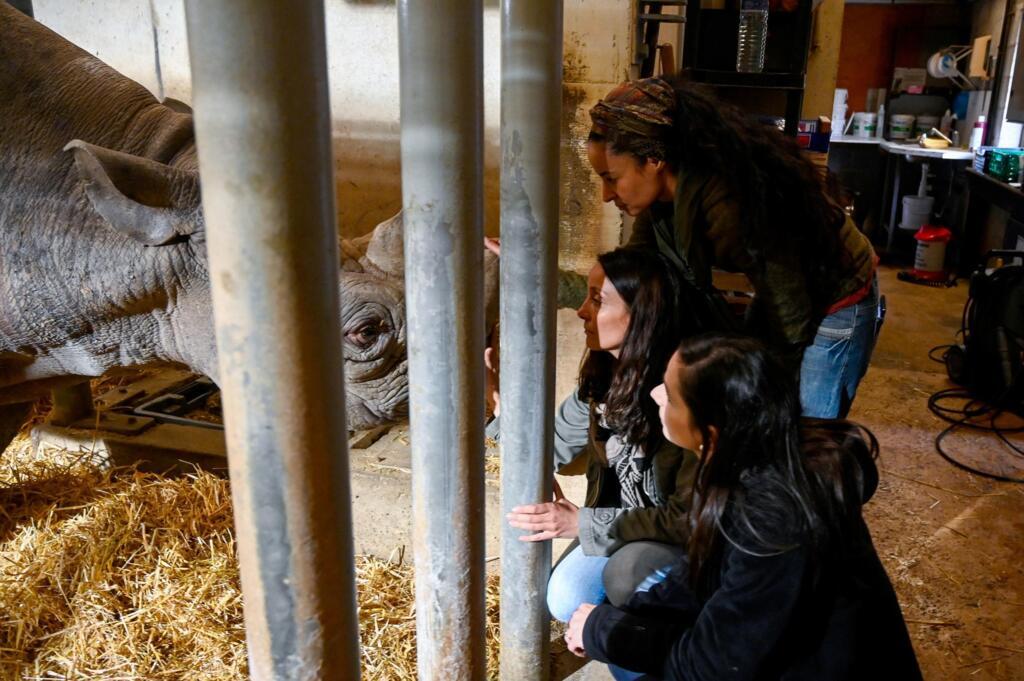 Rewild, um projeto da Bretanha para devolver animais selvagens de zoológico. Na foto, um rinoceronte negro de 28 anos no Zoológico de Pont-Scorff, no oeste da França, em 27 de dezembro de 2019.