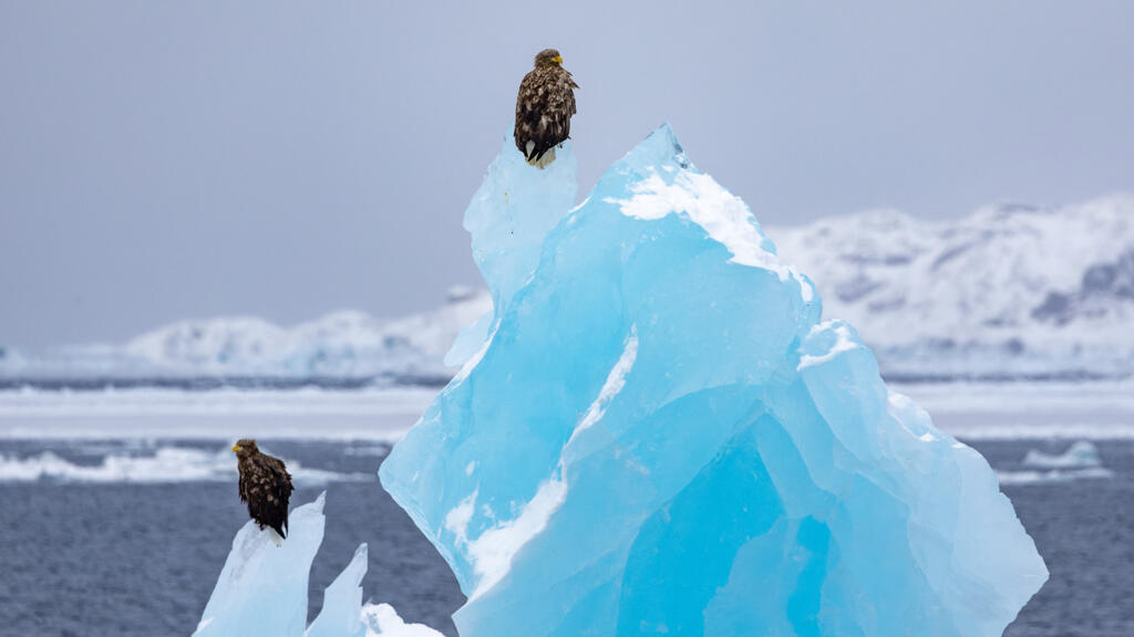 Climat: grâce à l'IA, des scientifiques reconstituent les «arbres généalogiques» des icebergs