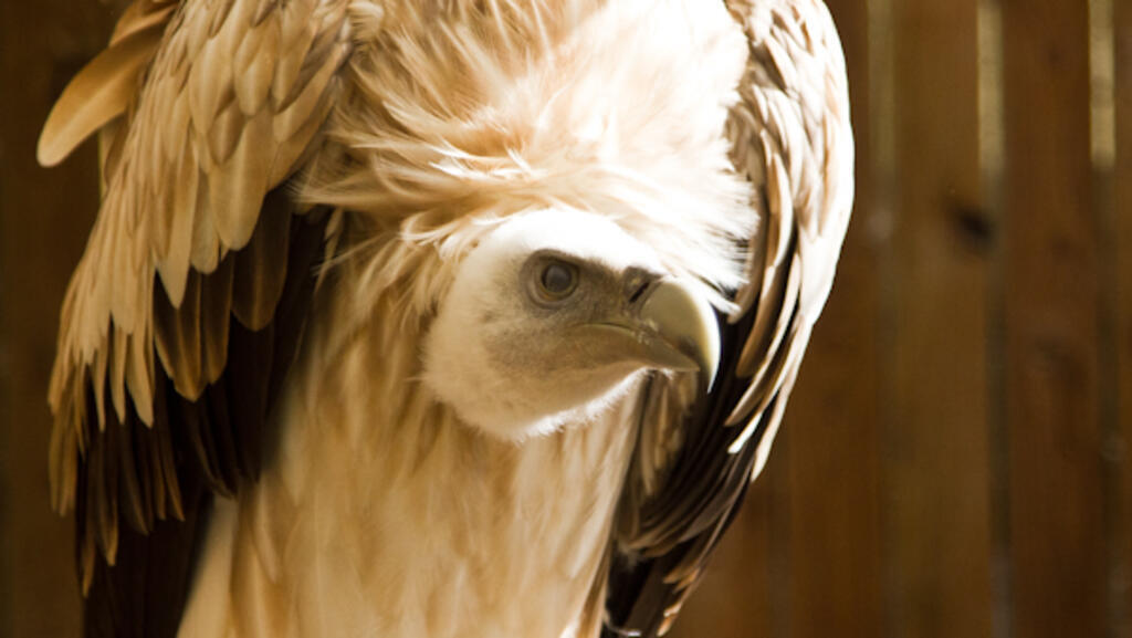 Un vautour.