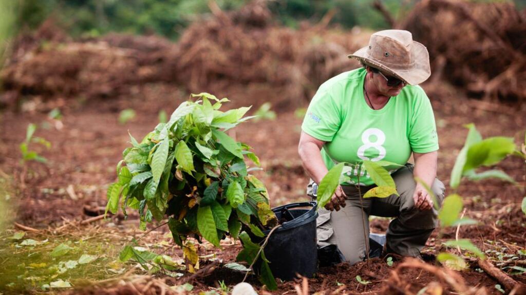 Ações de reflorestamento, como a plantação de 20 mil mudas de espécies nativas em Altamira, podem representar uma "mina de ouro" de créditos de carbono. 