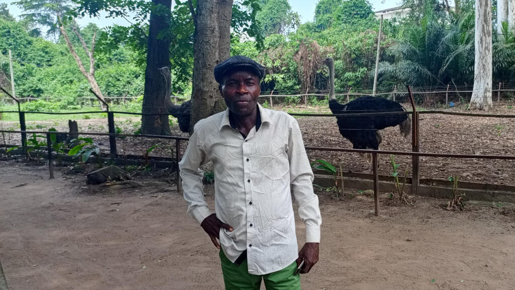 Un homme regarde les autruches dans le parc zoologique rénové de Brazzaville, le 2 février 2025.