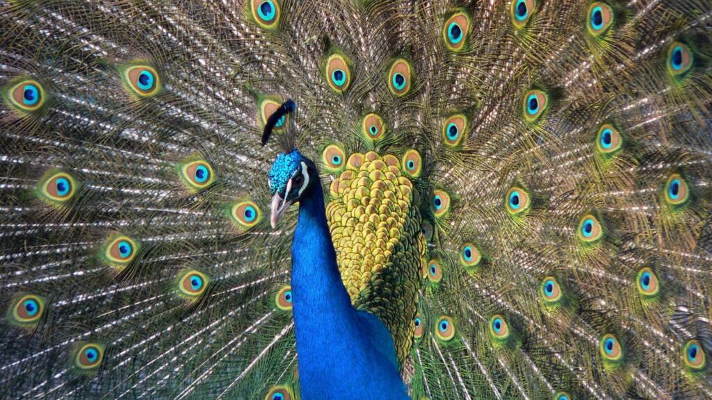 La sexualité animale: au-delà de la reproduction