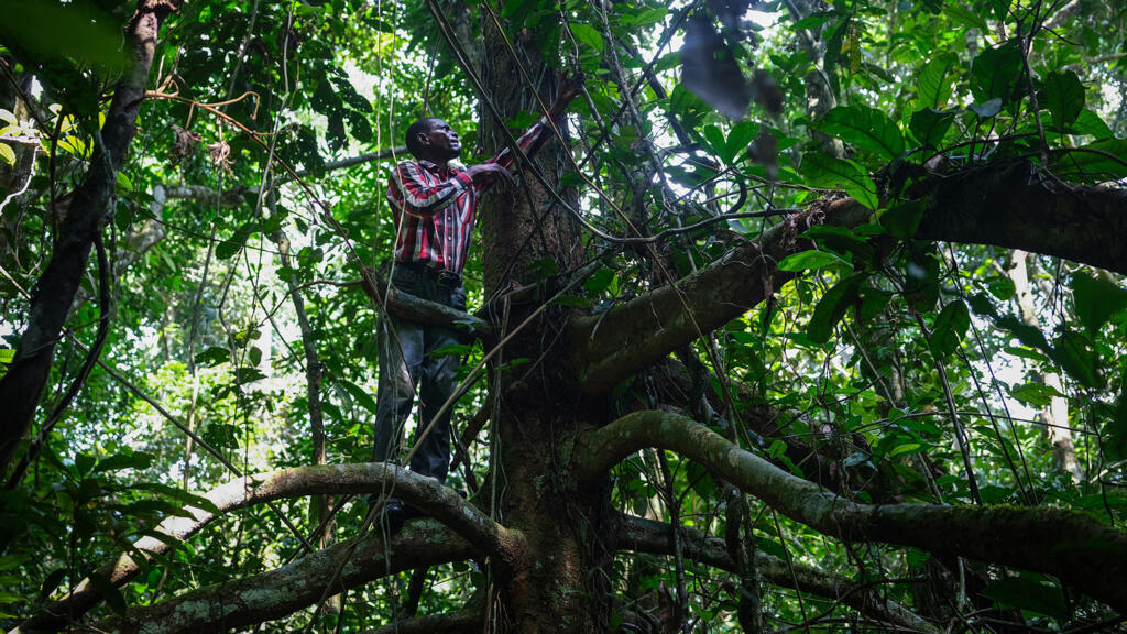 Corneille Ewango, professeur de Botanique à l'Université de Kisangani, grimpe à un arbre pour collecter un échantillon lors d'une expédition dans la province de Tshopo, en RDC.