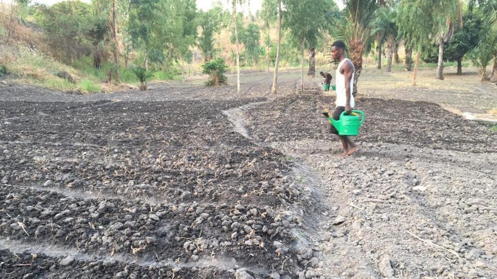 Arrosage du champ d'Artemisia.