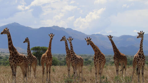 Des girafes dans le parc de la vallée de Kipedo en Ouganda.