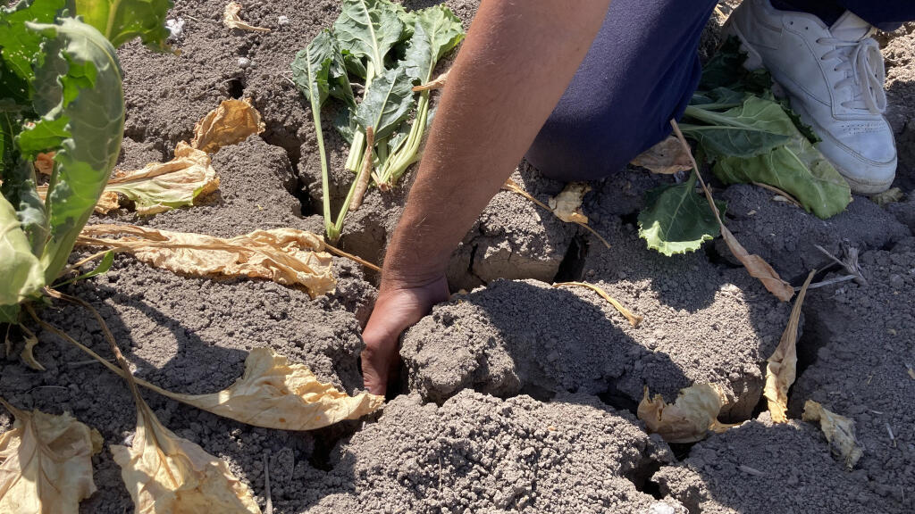 La sécheresse record qui sévit actuellement en Espagne «asphyxie 80% des terres agricoles» selon le principal syndicat du secteur, la COAG.