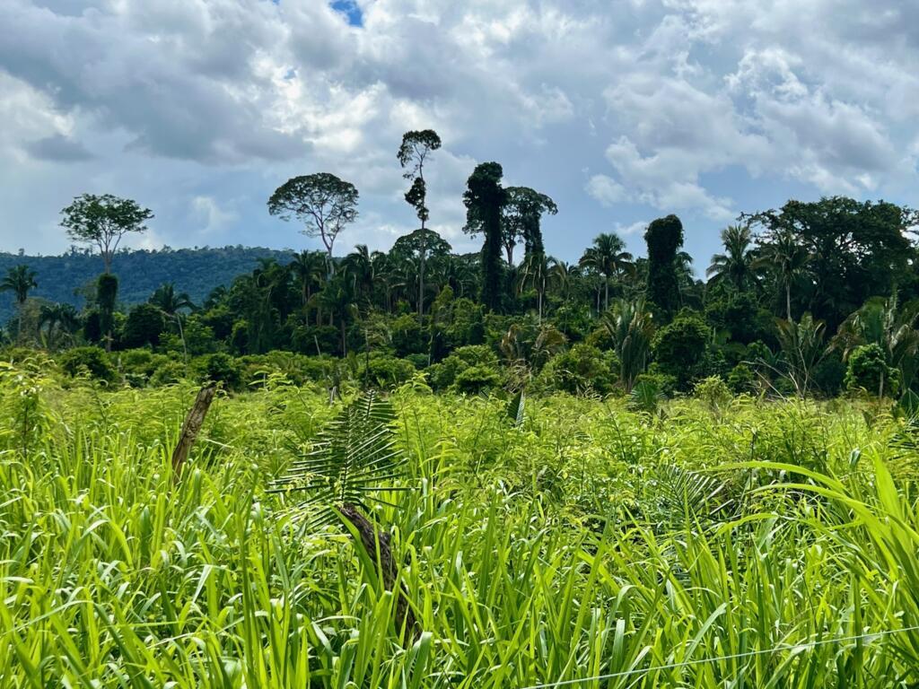 Pasto em frente à floresta na propriedade de Jackson da Silva foi isolado para se regenerar nos próximos anos.