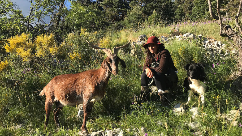 Léa Coelho, bergère dans les Alpes de Haute-Provence avec sa chienne Piano, pendant son estive qui va durer quatre mois.