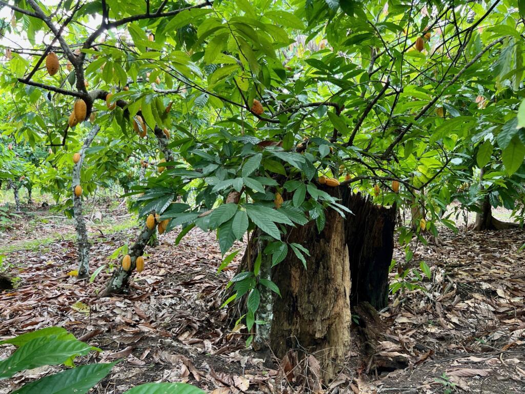 Plantação de cacau ocupa área desmatada no Assentamento Tuerê, leste do Pará.