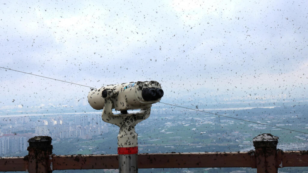 Un télescope au sommet de l'observatoire d'une montagne est recouvert de «lovebugs», officiellement appelés Plecia longiformes, à Incheon, en Corée du Sud, le 30 juin 2025.