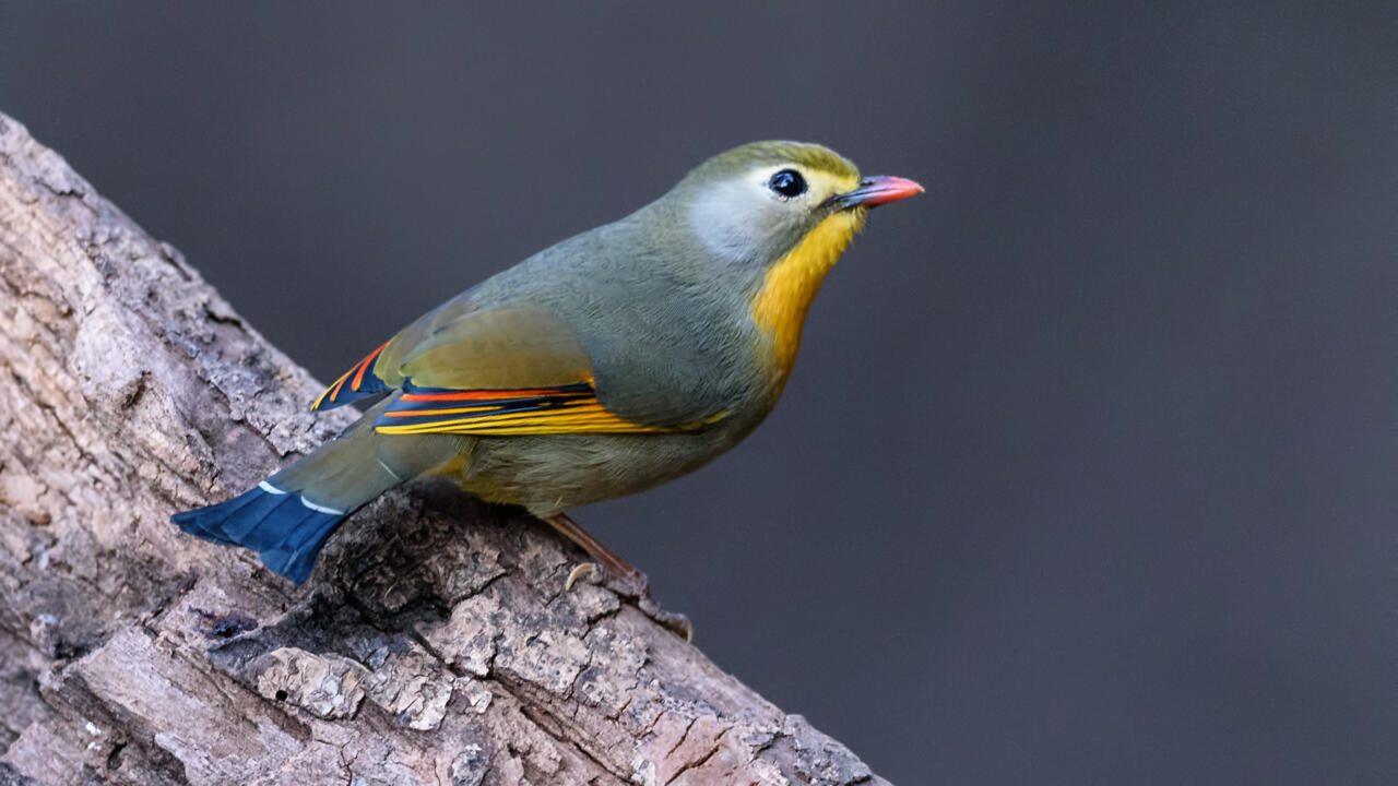 jardinier Trafic d'oiseaux sauvages : un procès historique en France