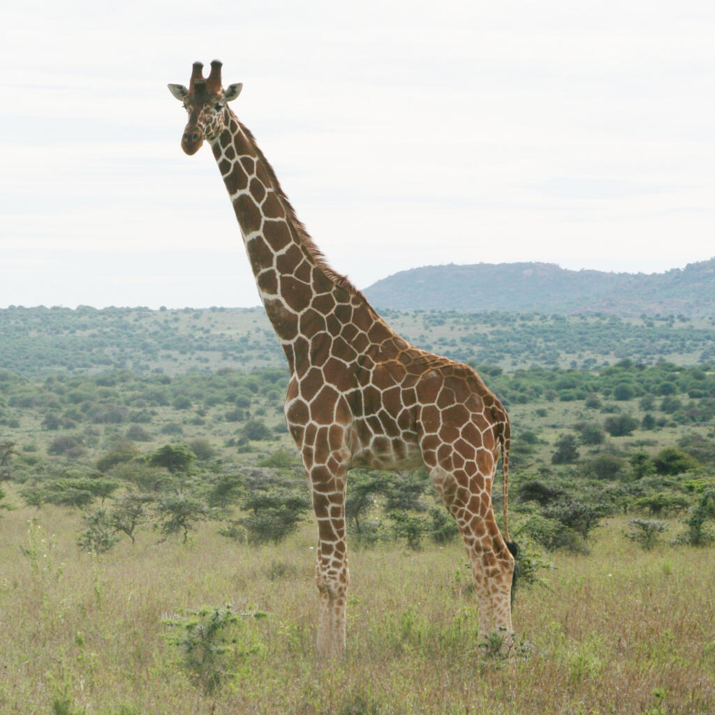 La girafe réticulée du Kenya.