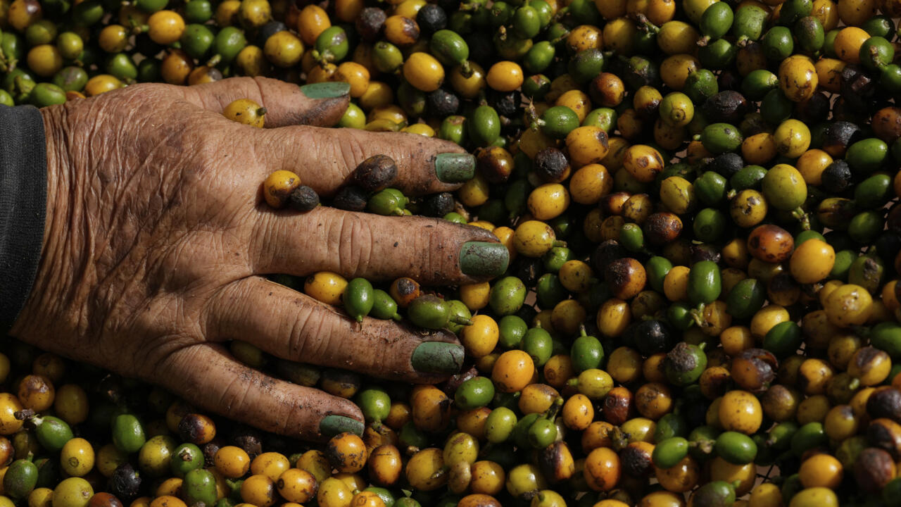Le café brésilien, menacé par la déforestation massive qu’il cause lui-même