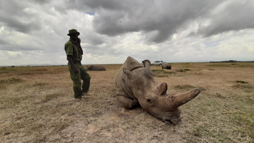 Najin, l'une des deux dernières représentantes vivantes de rhinocéros blancs du Nord, à la réserve kényane d'Ol Pejeta Conservancy, dans le parc national de Laikipia.