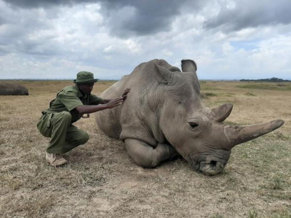Réserve de Ol Pejeta, au nord de Nairobi: Najin, femelle rhinocéros blanc du Nord (ici avec son gardien Zacharia Mutai), est avec sa congénère Fatu, la dernière représentante de l'espèce, février 2020.