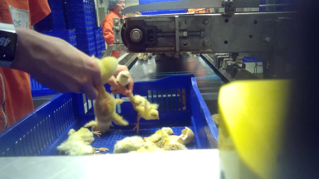 L214 révèle une enquête sur le broyage des poussins et des pintadeaux dans un couvoir situé à La Boissière-en-Gâtine dans les Deux-Sèvres.