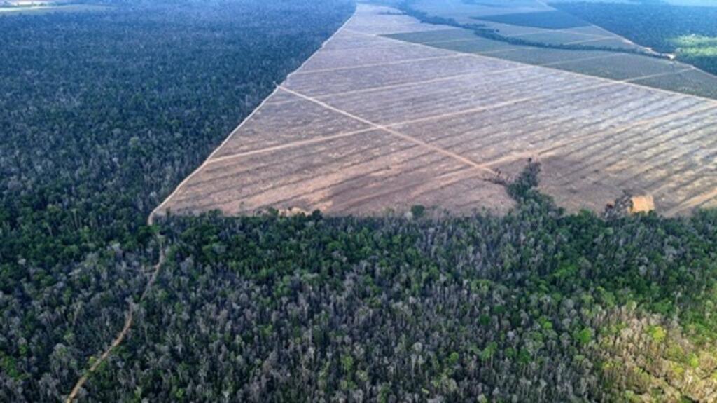 Vue aérienne de la forêt amazonienne.
