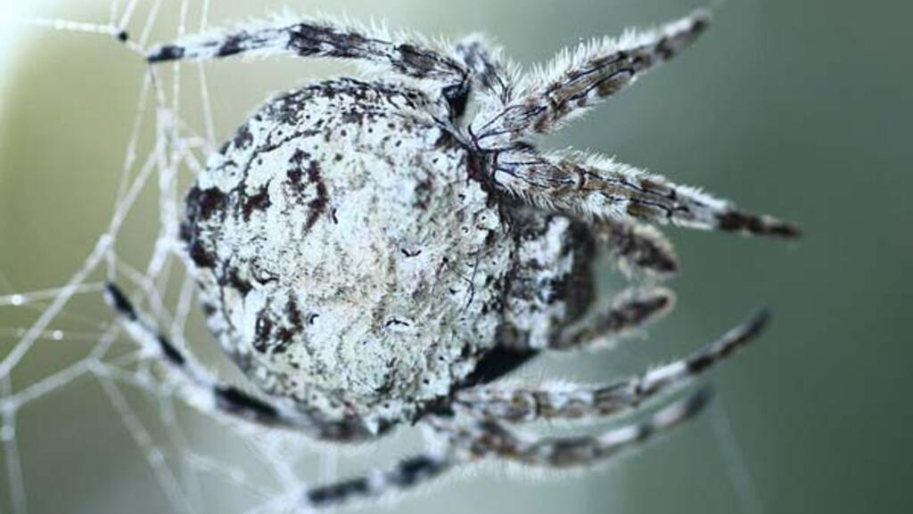 L’araignée détecte de très petites vibrations et les sons environnants, jusqu’à plusieurs mètres de distance.