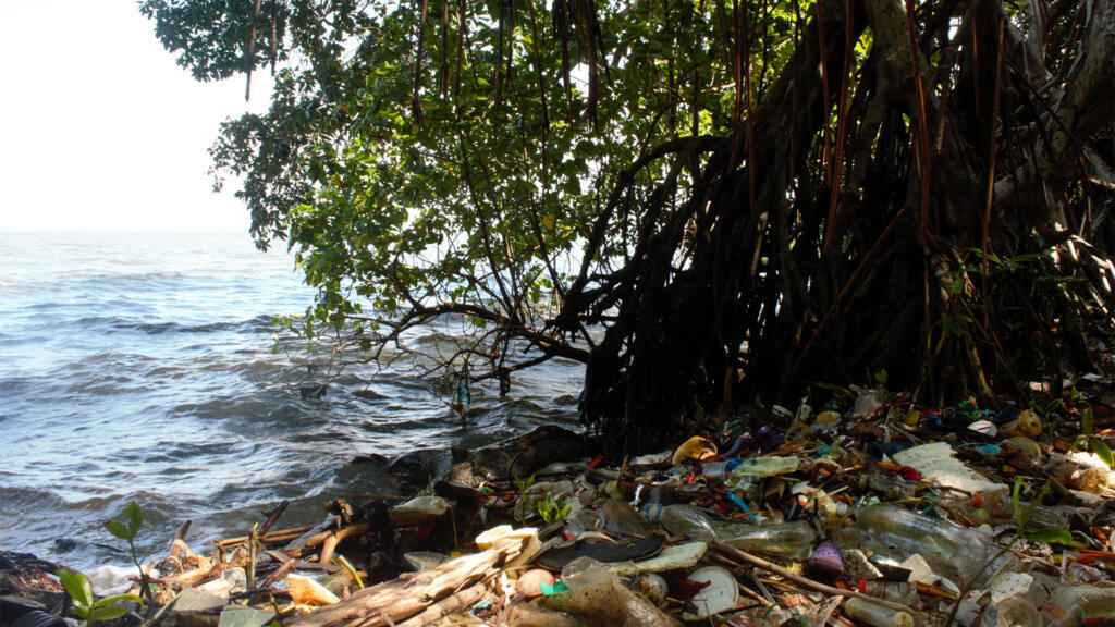 Déchets plastiques dans la mangrove sur les bords du lac de Maracaibo.